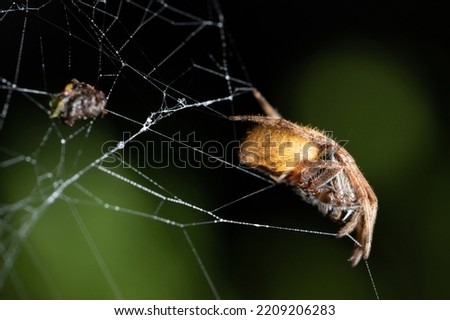 Side view of spider sitting on web close up view