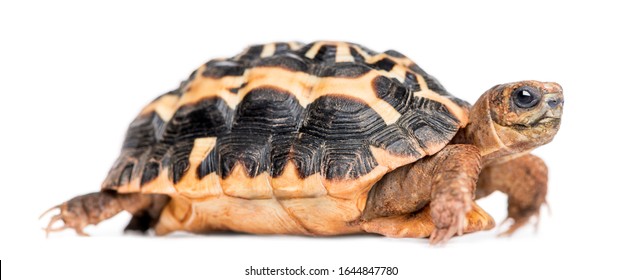 Side view of a Spider Tortoise, Pyxis arachnoides, isolated on white