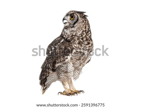 Side view of a spotted eagle owl, also known as african eagle owl - bubo africanus, standing and turning its head, beak open, isolated on white