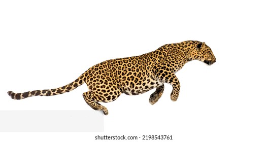Side view of a spotted leopard leaping, panthera pardus, isolated on white