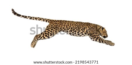 Side view of a spotted leopard leaping, panthera pardus, isolated on white