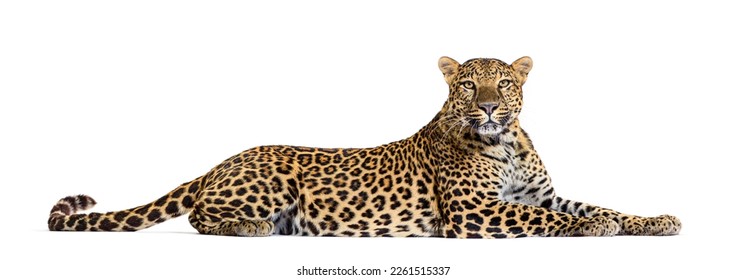 Side view of a Spotted leopard lying down and looking proudly at the camera, Panthera pardus, isolated on white