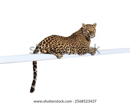 Side view of a Spotted leopard resting on a white pipe looking proudly at the camera, Panthera pardus, isolated on white