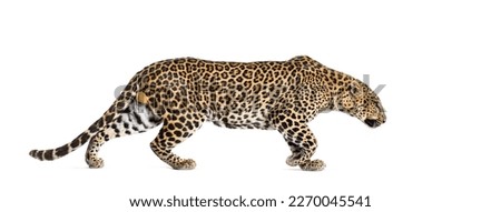 Side view of a Spotted leopard walking away, Panthera pardus, isolated on white