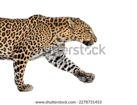 Side view of a Spotted leopard walking away, Panthera pardus, isolated on white