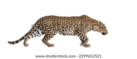 Side view of a Spotted leopard walking away, Panthera pardus, isolated on white