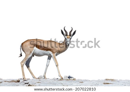 Side view of Springboks over stone ground and white
