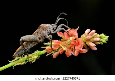 Side view squash bug strolling on pink flowers