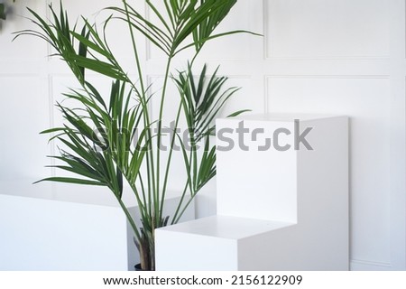 Side view, stand layout for product presentation. Minimal concept. Abstract empty white podium with palm leaves on a white background. High quality photo