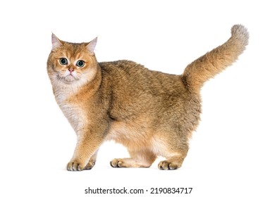 3,645 Standing British Shorthair Images, Stock Photos & Vectors ...