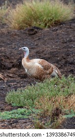 Rio Grande Turkey Images Stock Photos Vectors Shutterstock Rio Grande Turkey Images Stock Photos Vectors Shutterstock