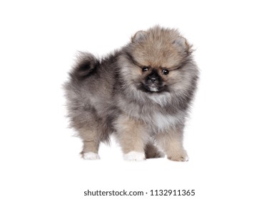 Side View Standing Miniature Spitz Puppy Stock Photo 1132911365 ...