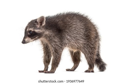 Side View Of A Standing Young Raccoon, Isolated