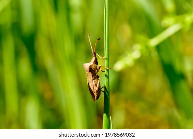 Side View Of A Stink Beetle Sitting On The Grass.