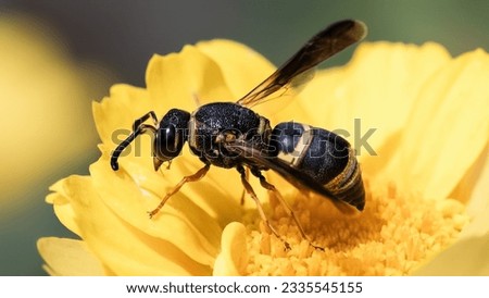 Side view of a stout black and yellow Potter Mason Wasp feeding on a yellow garland daisy flower. Long Island, New York, USA. 