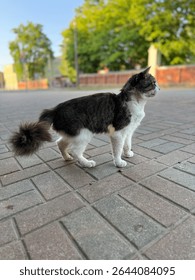 Side view of a stray cat standing on pavement outdoors on a sunny day, with soft background of trees and buildings.
