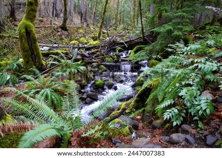 Side view of stream flowing on rocky bed in a temperate rainforest, surrounded by lush foliage including sword ferns and moss covered pine trees.