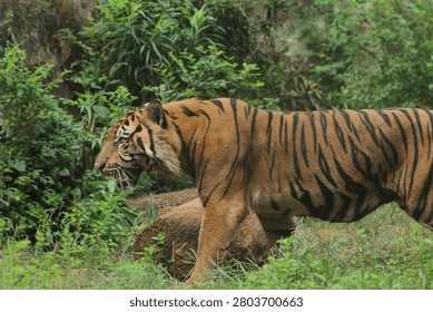 A side view of a sumatran tiger roaming through the undergrowth during the day