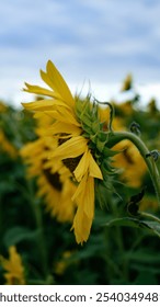 Side view of a sunflower