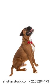 Side View Of A Sweet Boxer Dog Being Distracted By Something Above Him, Wearing A Red Bowtie Against White Background