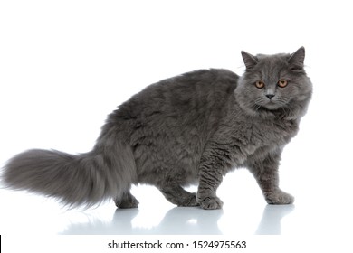 Domestic Long Hair Cat High Res Stock Images Shutterstock
