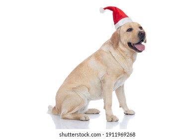 side view of a sweet labrador retriever dog panting and wearing a christmas hat on white background