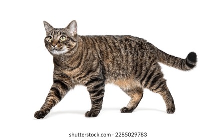 Side view of a Tabby crossbreed cat walking and looking away,  isolated on white