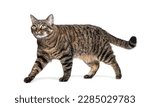 Side view of a Tabby European cat walking and looking away,  isolated on white