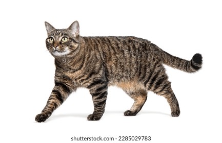 Side view of a Tabby European cat walking and looking away,  isolated on white - Powered by Shutterstock