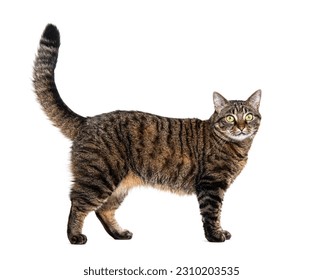 Side view of a Tabby European cat standing, isolated on white - Powered by Shutterstock