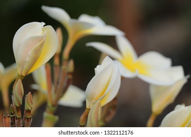 Side View Of Tahitian Gardenia On Oahu Hawaii