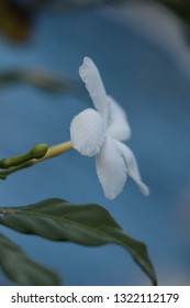 
Side View Of Tahitian Gardenia On Oahu Hawaii