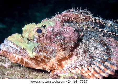 Side view of a Tassled scorpionfish (Scorpaenopsis oxycephala) resting on the seabed against a dark background.
