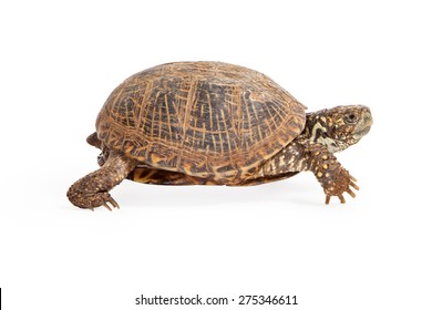 2,280 Turtle side view Images, Stock Photos & Vectors | Shutterstock