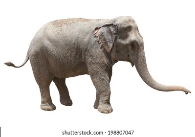 Side View Of Thai Asian Elephant Playing Isolated White Background Use For Animals ,pets, And Wilderness Theme