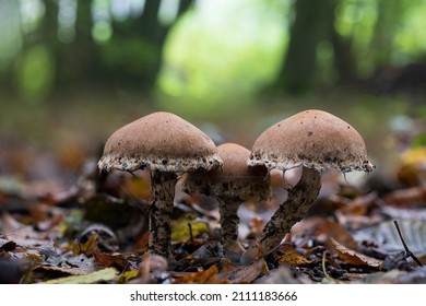 Side view of three Weeping Widow mushrooms (lacrymaria lacrymabunda) in a dark spot in the Westerpark in Zoetermeer