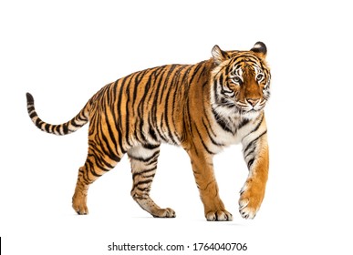 Side View Tiger Walking Away Isolated Stock Photo 1764040706 | Shutterstock