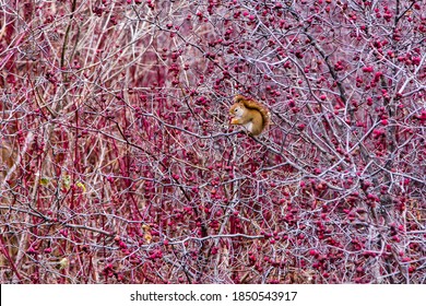 Side view of tiny American red squirrel perched in dense Holly Berry bush eating red berries during a Fall morning, Levis, Quebec, Canada
