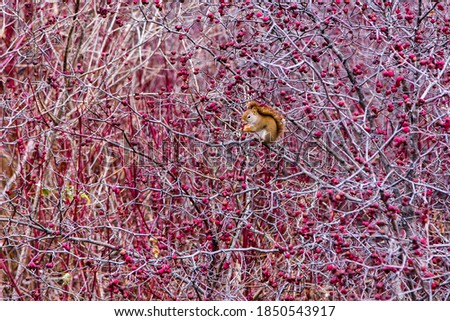 Side view of tiny American red squirrel perched in dense Holly Berry bush eating red berries during a Fall morning, Levis, Quebec, Canada