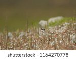 Side view of tiny killdeer specie bird walking on rocky ground with little vegetation
