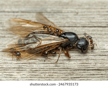 Side view of tiny pavement ants (Tetramorium immigrans) working to dismember the corpse of a much larger queen carpenter ant (Camponotus modoc)