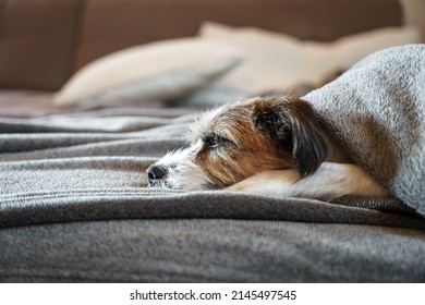 Side view of a tired little terrier dog wrapped in a blanket on a sofa. Hygge, home life, pet.