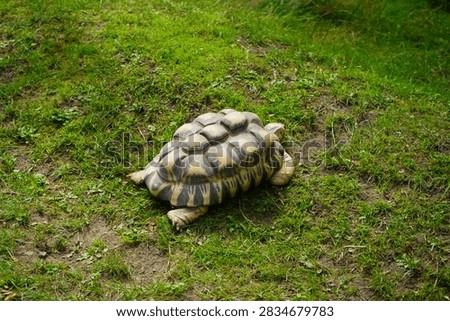 Side view of a tortoise with distinct brown and yellow scutes crawling over green grass and soil.