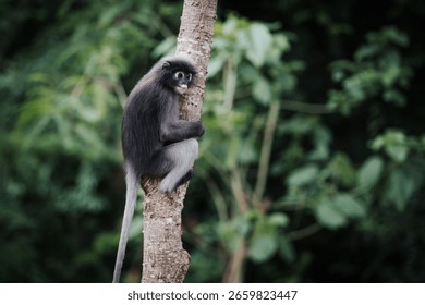Side view of Trachypithecus obscurus monkey or langur, sitting on branch, from a tree is lonely, absentminded in forest. Kaeng Krachan National Park, Phetchaburi, Thailand. Leave free space for text.