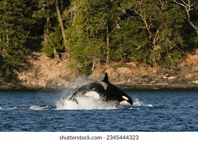 Side view of a transient orca breaching during a sea lion hunt