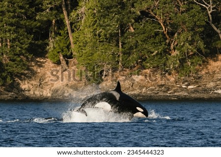 Side view of a transient orca breaching during a sea lion hunt