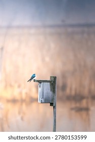 Side view of a Tree swallow perched on the edge of a wooden nest box in a natural marshland environment. The bird appears small within the frame, emphasizing its delicate scale against the structure. Soft, pastel-toned marsh vegetation in the background creates a muted, dreamy atmosphere with shallow depth of field, highlighting a peaceful nesting and habitat scene in nature.
