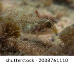 Side view of a Tripterygion delaisi, cute Black-faced blenny standing in its fins among the  algae