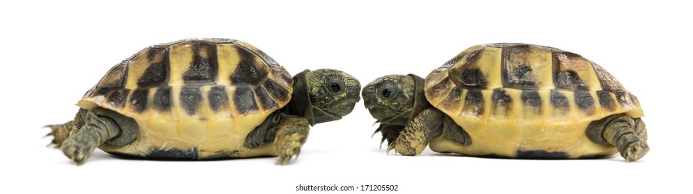 Baby Hermann Tortoise High Res Stock Images Shutterstock