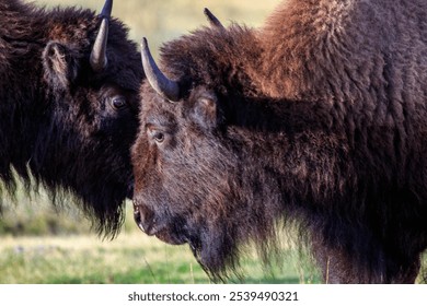 A side view of two bison in Lamar Valley, Yellowstone National Park